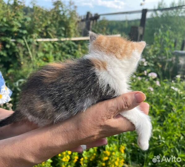 Ми ми малышка