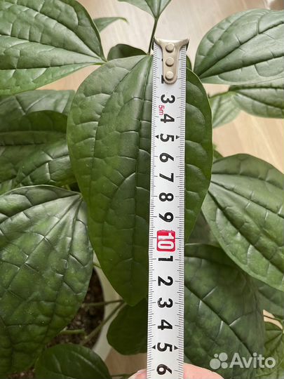 Комнатный цветок. Клеродендрум томпсон