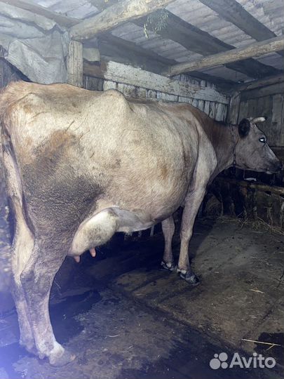 Корова высокоудойная стельная