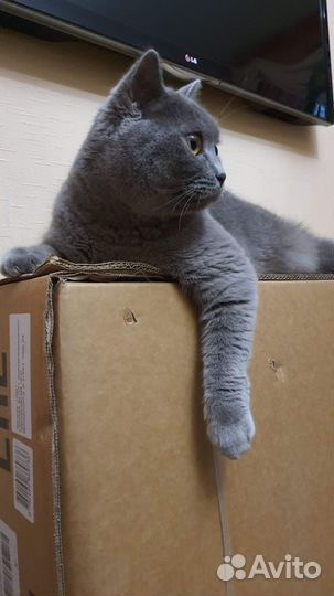 Беговая дорожка электрическая