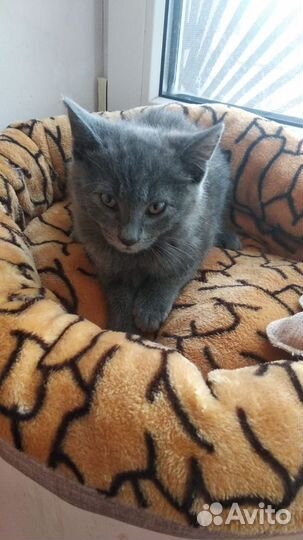 Котята мальчики бесплатно