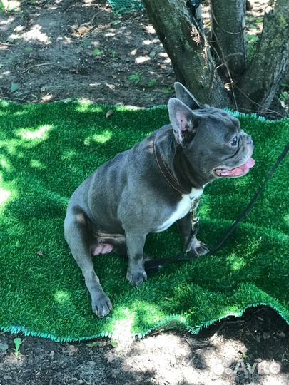 Французский бульдог вязка