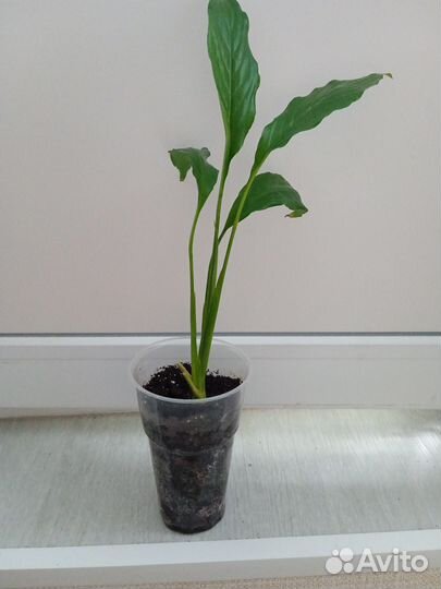 Цветок Спатифиллум Женское счастье