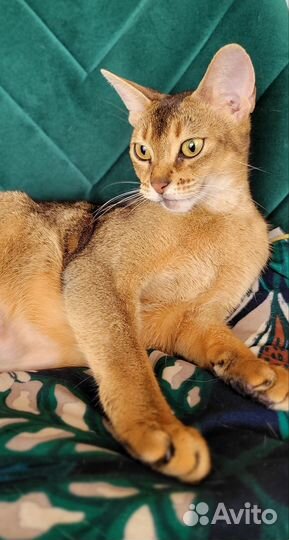 Абиссинские котята