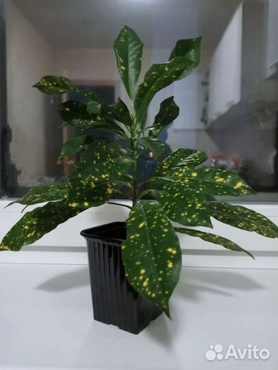 Кодиеум кротон