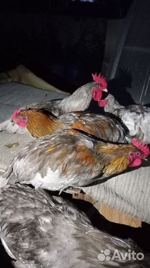Молодые петухи