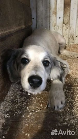 Щенок в добрые руки