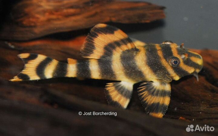 Номерные сомы