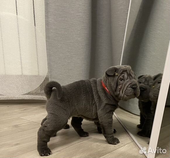 Щенки шарпей