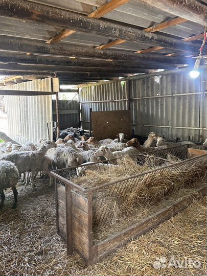 Барашки курдючные