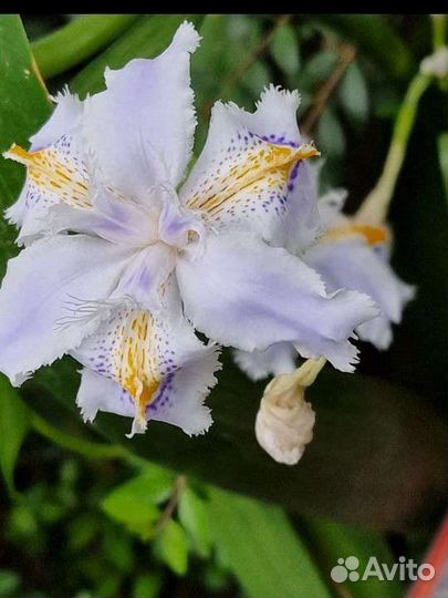 Ирис болотный высокий