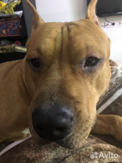 Передержка собак средних и мелких пород и кошек