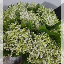 Ландыши букет, Махачкала