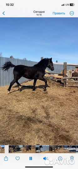 Продам коней