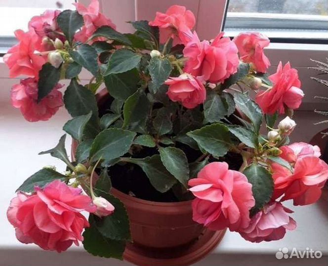 Укорененные черенки,ванька мокрый