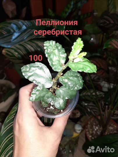 Комнатные растения, бегонии, пеперомии и др