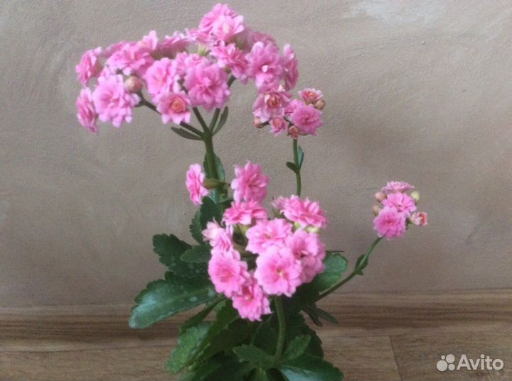 Каланхое Блоссфельда