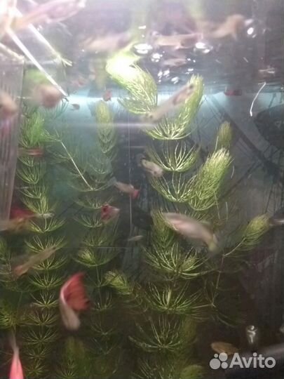 Рыбаки Гуппи, меченосец, гурами