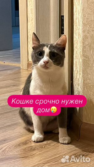 Кошке негде жить