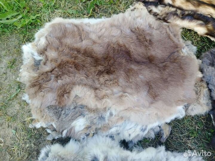 Шкура кролика