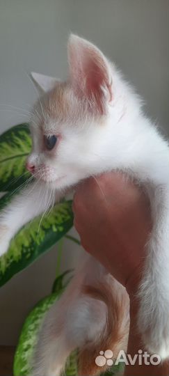 Котики в добрые руки