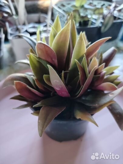 Суккуленты