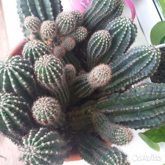 Кактус