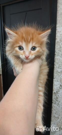 Котята отдам в добрые руки бесплатно