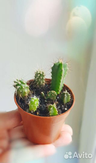 Кактусы и суккуленты