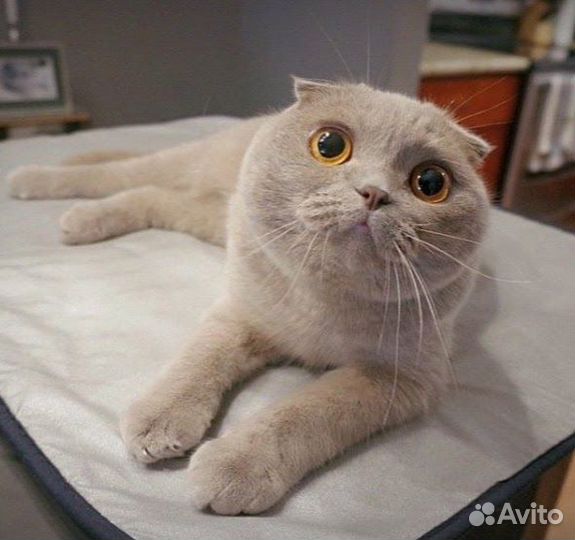 Шотландский кот вязка