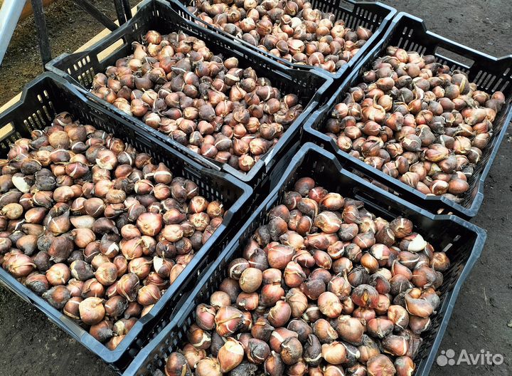 Луковицы тюльпанов