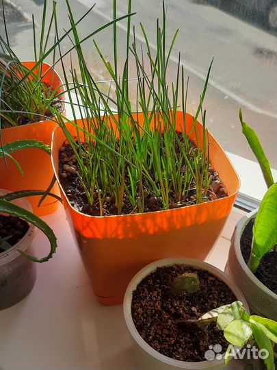 Зефирантес выскочка