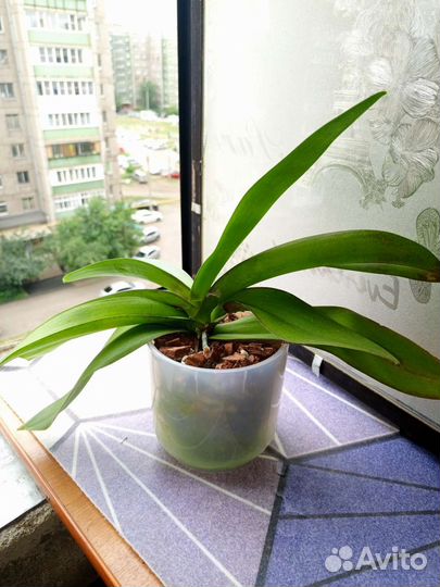 Орхидея фаленопсис Венецианский карнавал и кросс