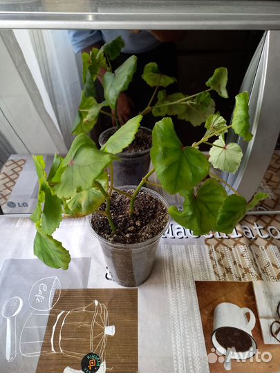 Бегония Глуар де Лоррен (вечноцветущая)