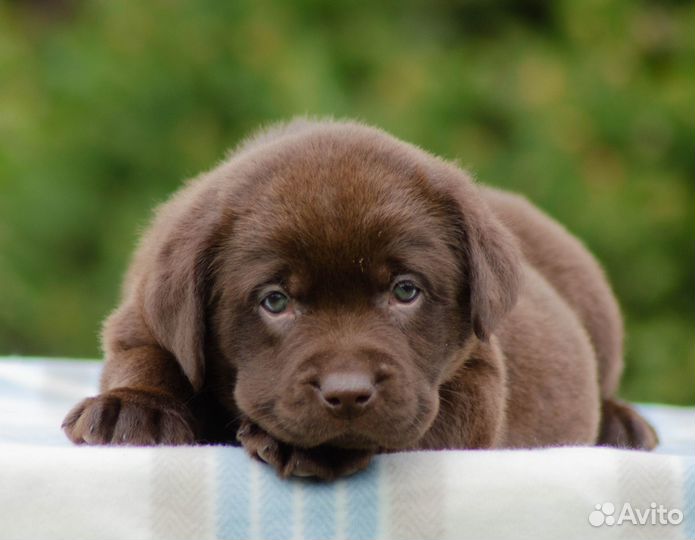 Продам щенков лабрадора