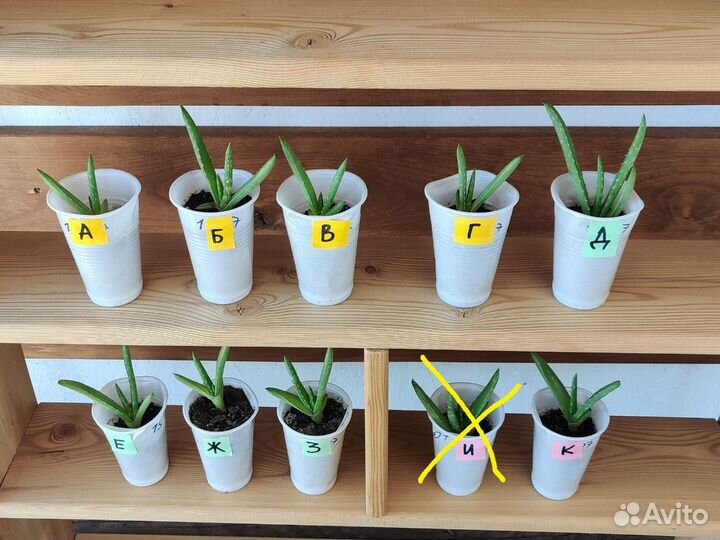 Алоэ настоящее (детки) и ювенна