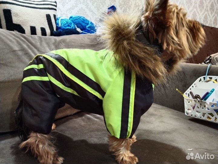 Шью комбинезоны для собак