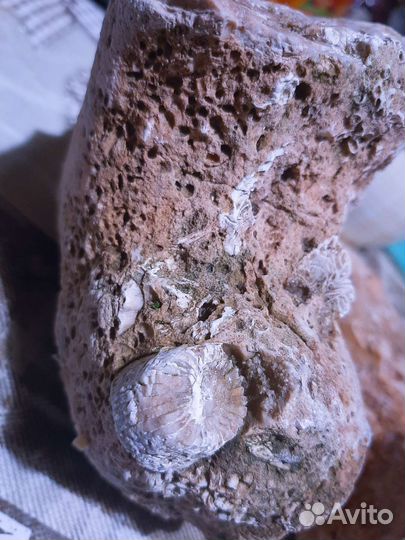 Окаменелость коралл