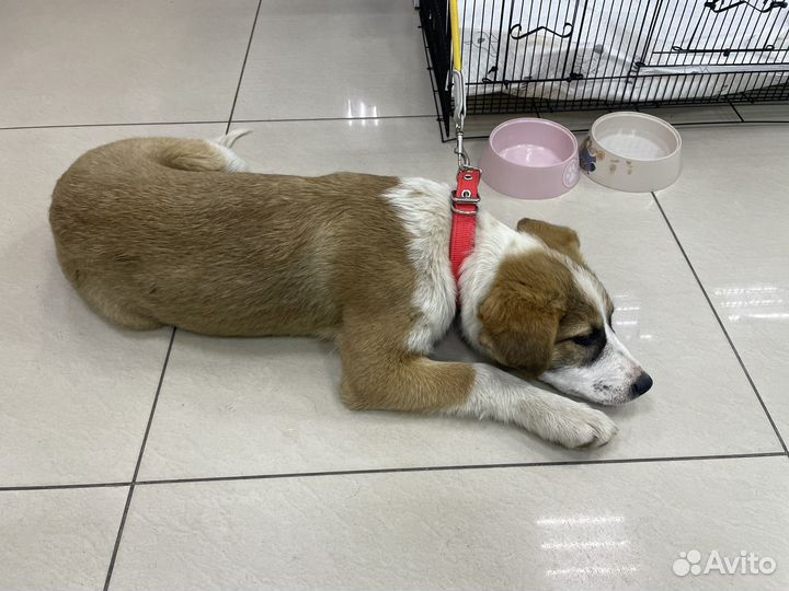 Отдам в добрые руки