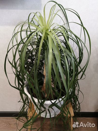 Бокарнея нолина(слоновья нога)