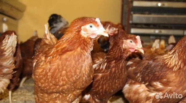 Куры несушки