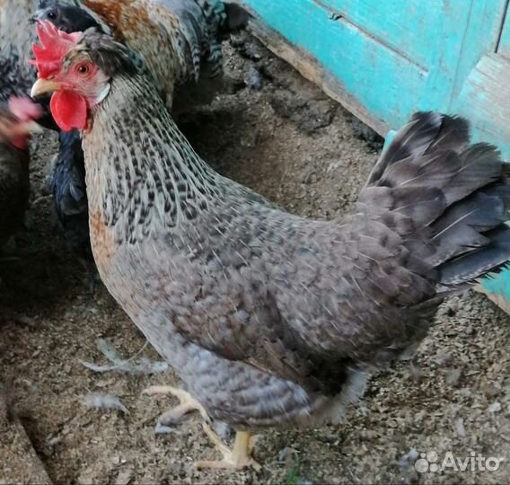 Инкубационное яйцо Легбаров