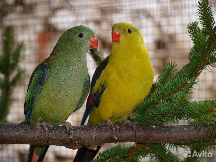 Александрийский попугай