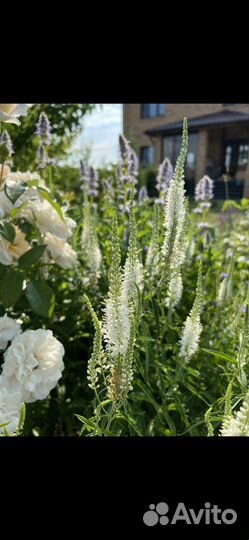 Многолетние садовые растения