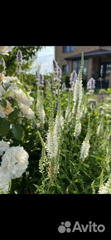 Многолетние садовые растения