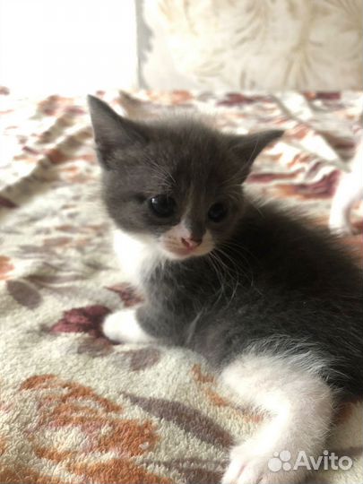 Кошка в дар