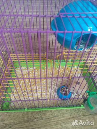 Укомплектованная клетка с хомяком