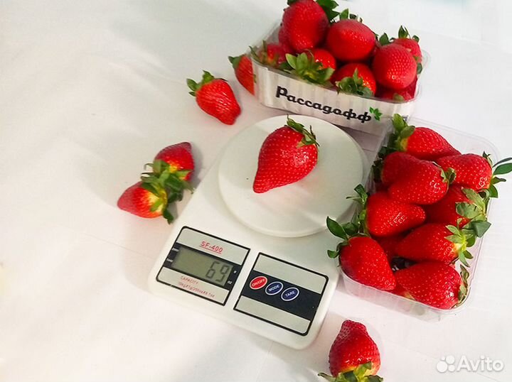 Рассада клубники. Оптом от 128 шт