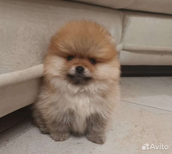 Померанский шпиц медвежьего типа