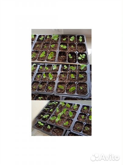 Комнатные растения цветы